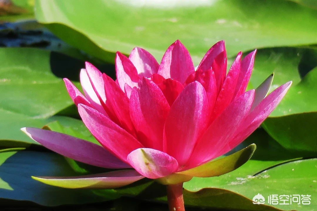 哪句古诗能用来表达感恩之情?