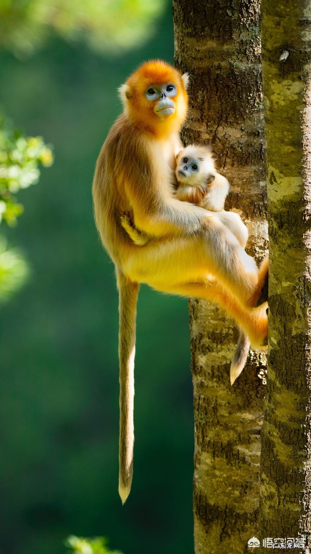 哪句古诗能用来表达感恩之情?