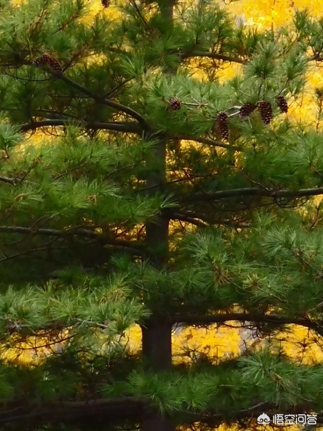 哪句古诗能用来表达感恩之情?