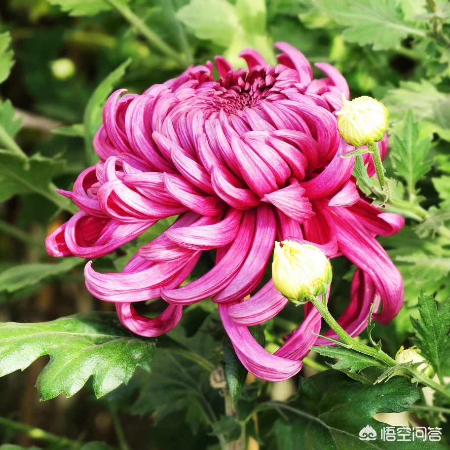 哪句古诗能用来表达感恩之情?