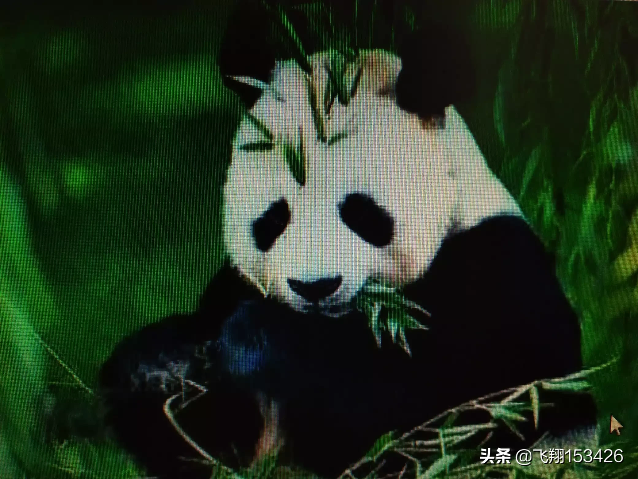 中国为什么会选择熊猫作为国宝呢？