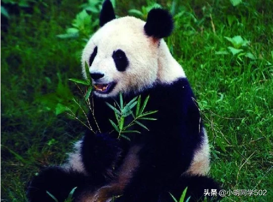 中国为什么会选择熊猫作为国宝呢?