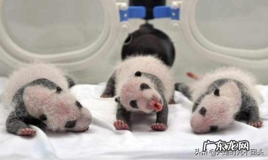 中国为什么会选择熊猫作为国宝呢?