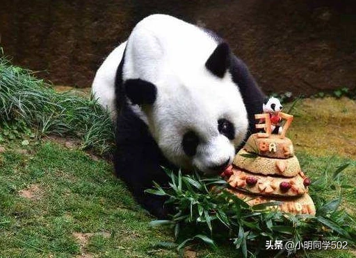 中国为什么会选择熊猫作为国宝呢?