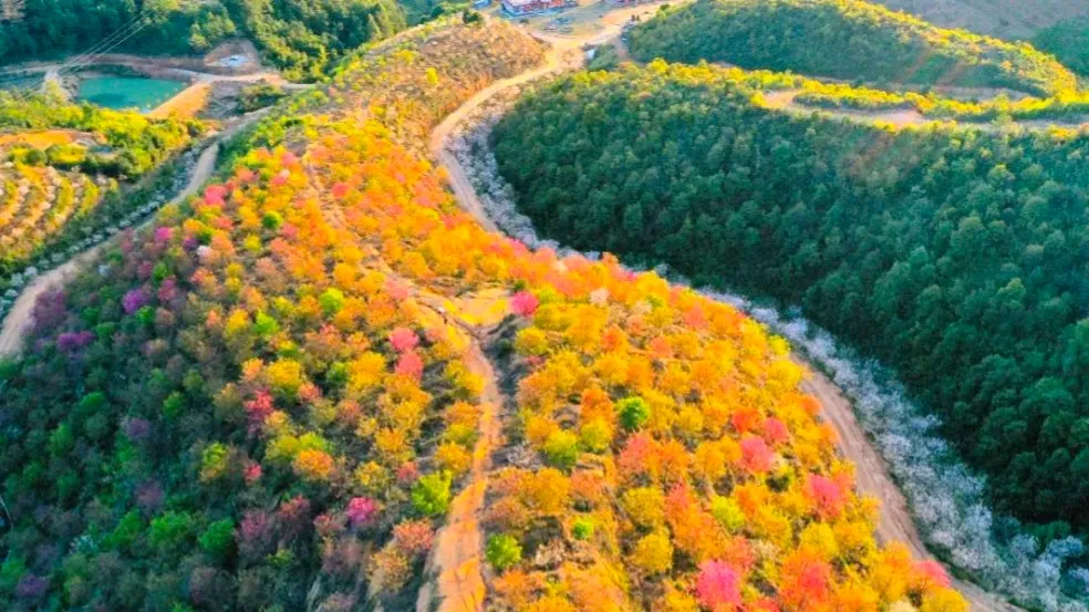 哪里有花海景点？