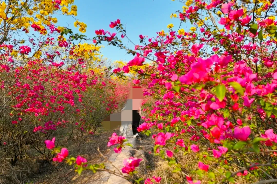 哪里有花海景点？