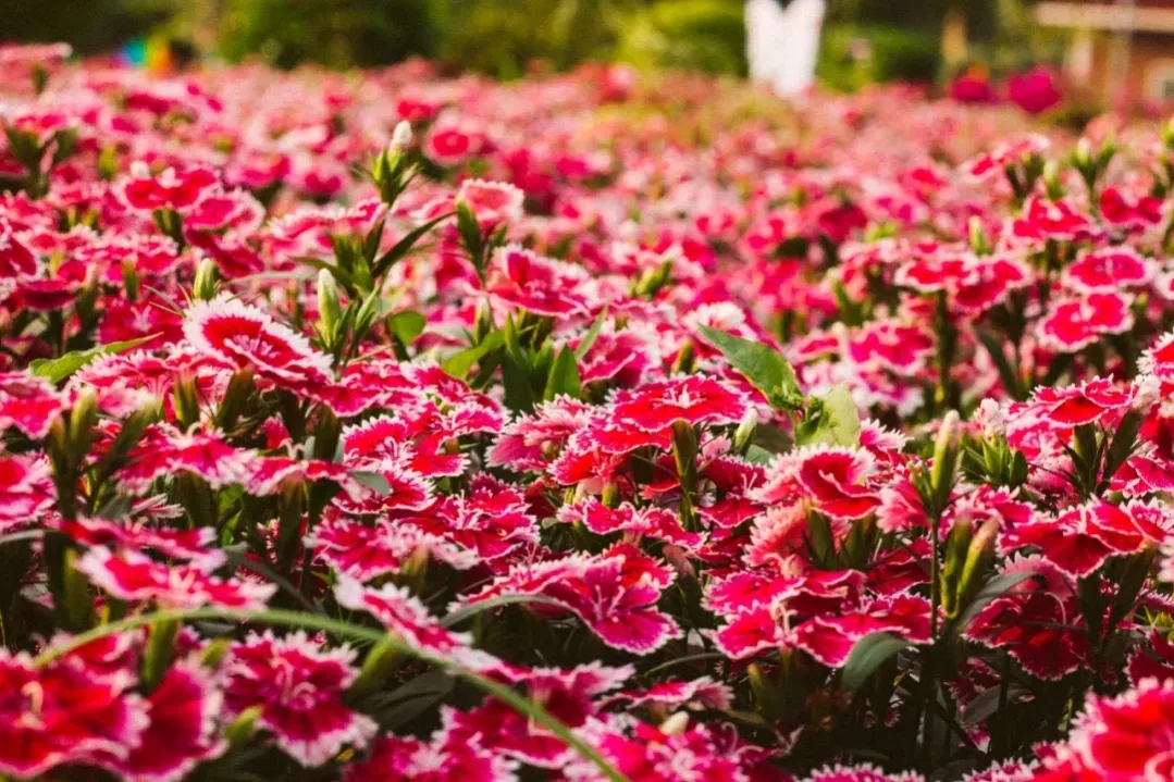 哪里有花海景点？