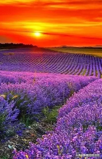 哪里有花海景点？