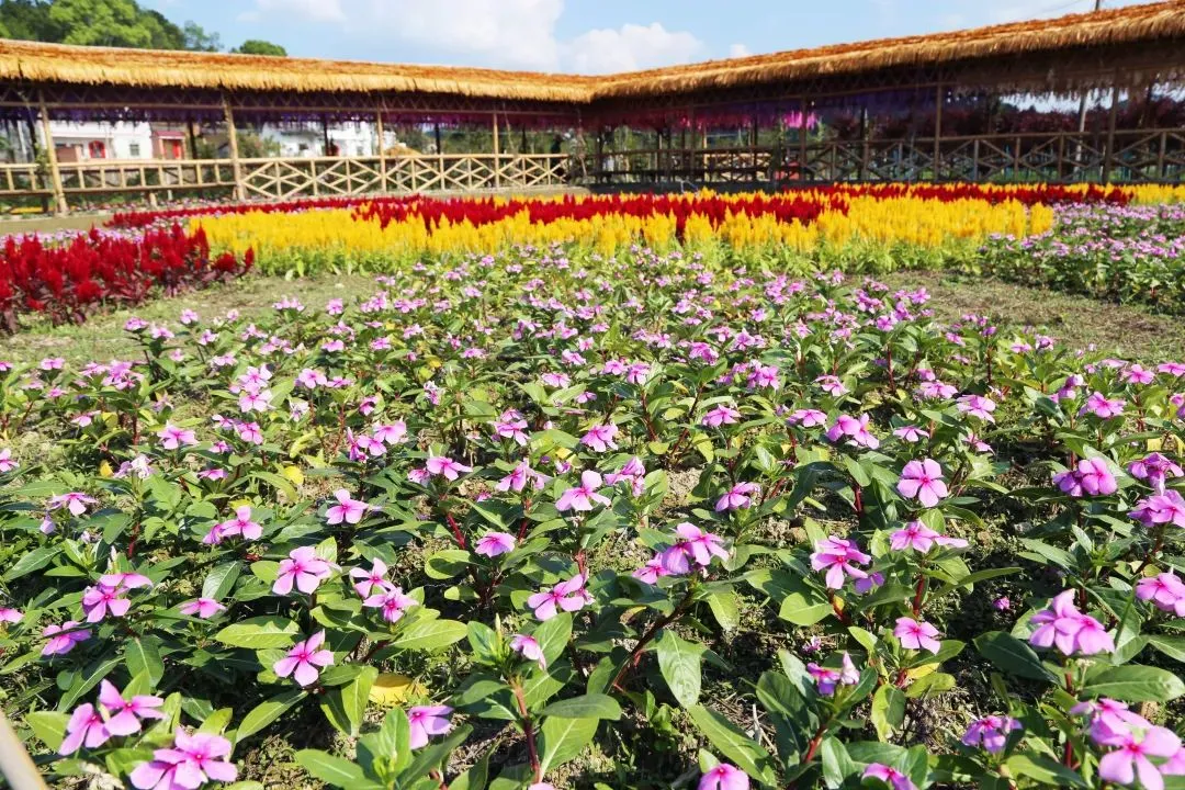 哪里有花海景点？