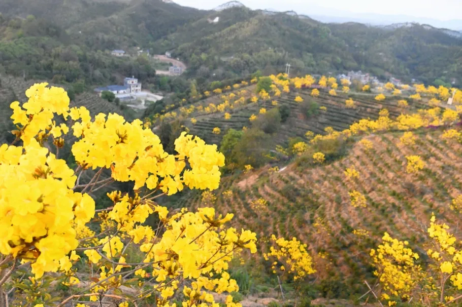 哪里有花海景点？