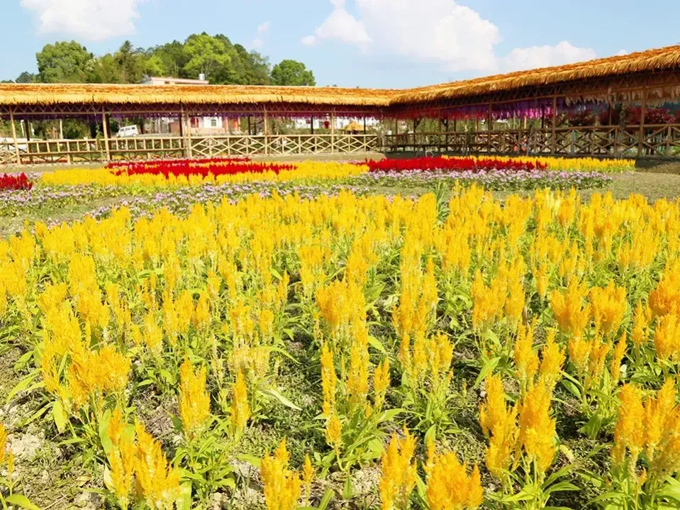 哪里有花海景点？