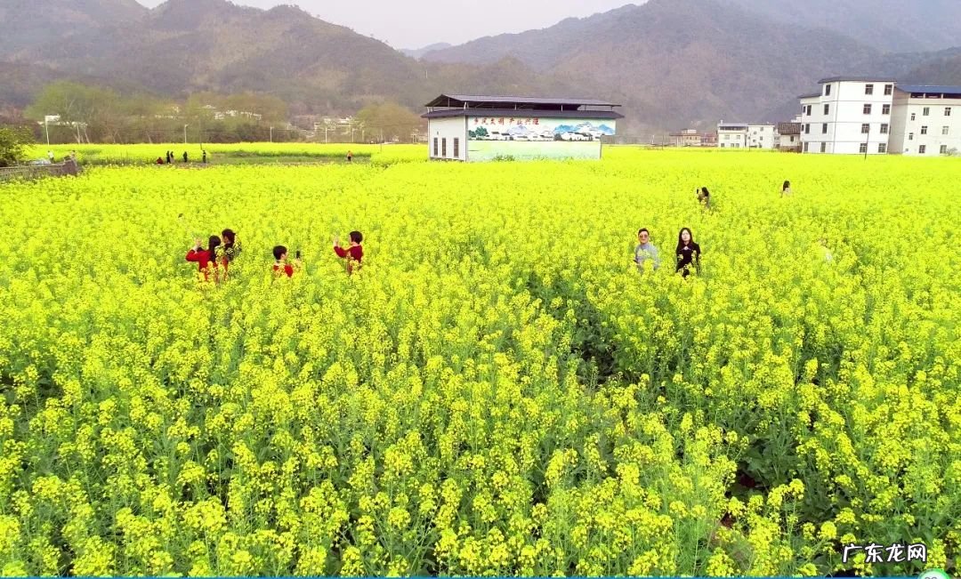 哪里有花海景点？