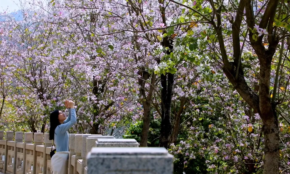 哪里有花海景点？