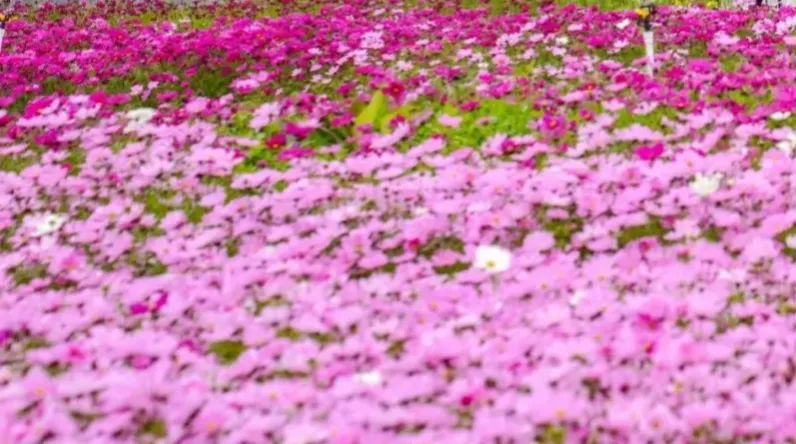 哪里有花海景点？