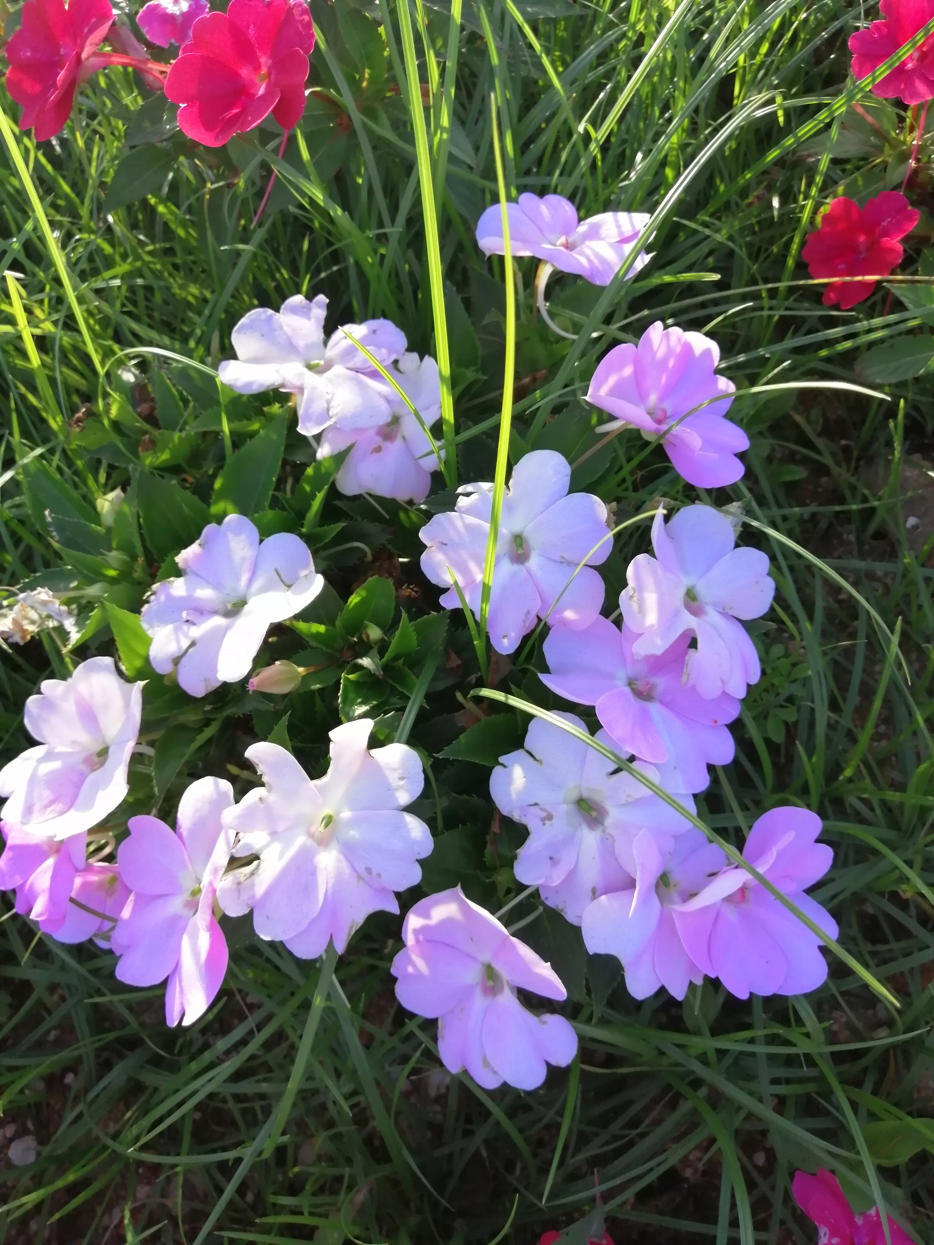 哪里有花海景点?