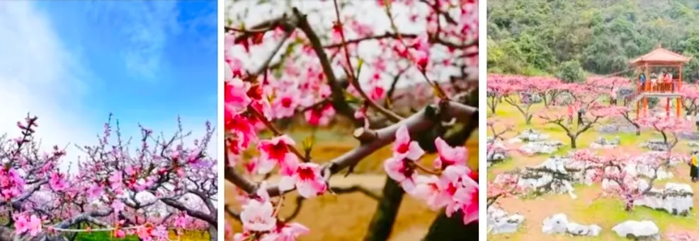 哪里有花海景点？