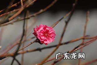 殷红的拼音及意思 殷红的拼音怎么读