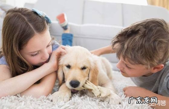 你知道的关于狗的成语有哪些?关于赞美狗的成语又有哪些?