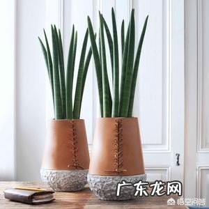 办公室可以摆放花卉吗?