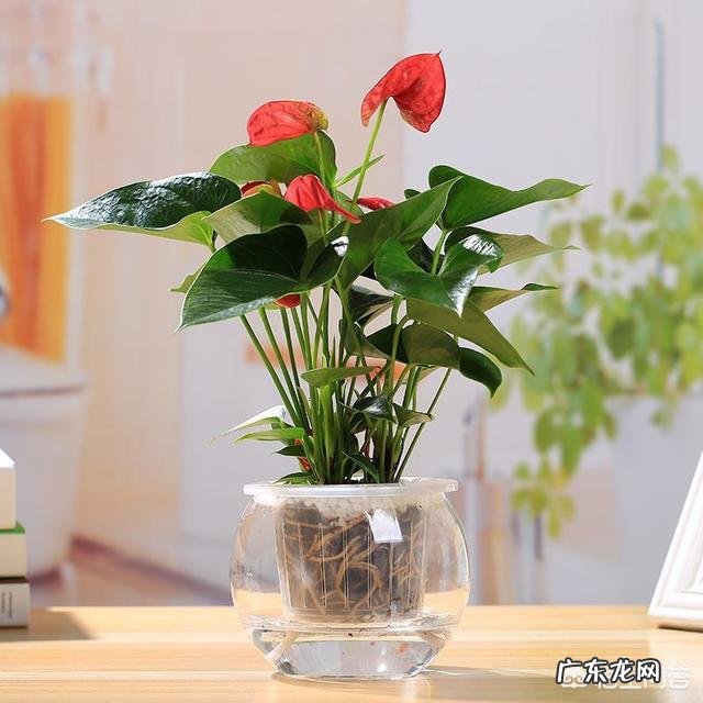 办公室可以摆放花卉吗?