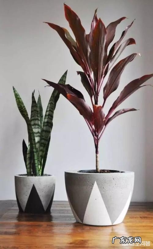 办公室可以摆放花卉吗?