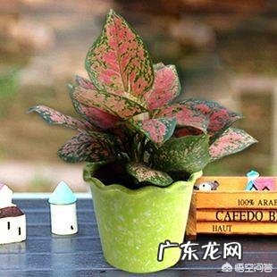 办公室可以摆放花卉吗?