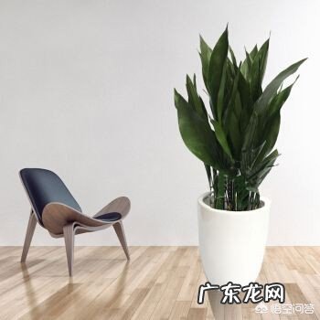 办公室可以摆放花卉吗?