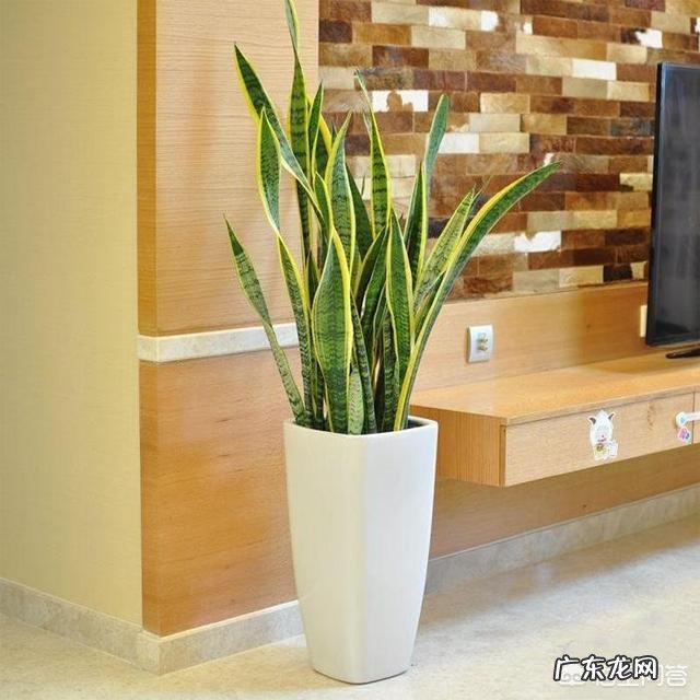 办公室可以摆放花卉吗?