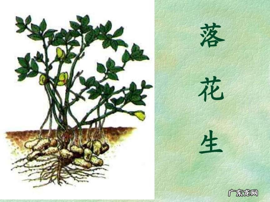 落花生的主要内容是什么 五年级上册第二课落花生的主要内容讲了什么