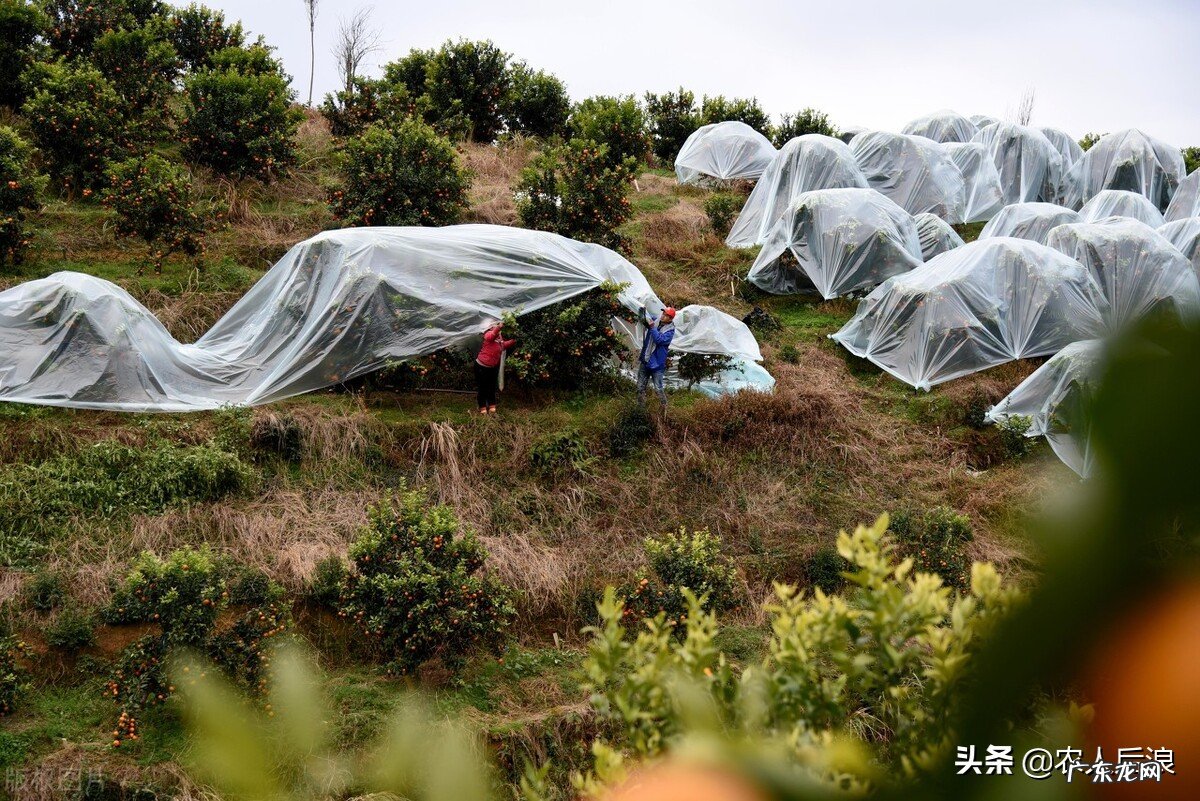 今年的砂糖橘为啥叫杀人橘？