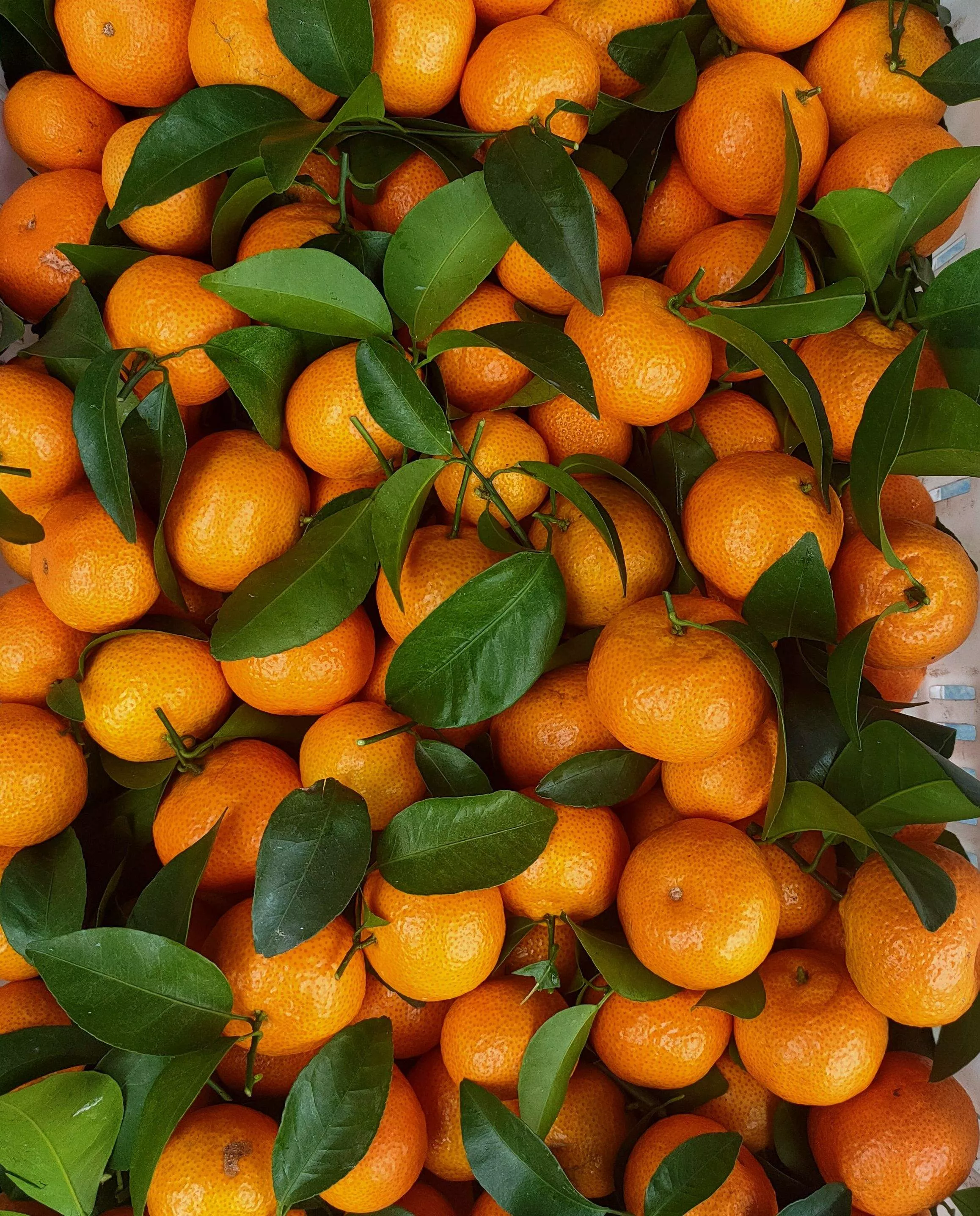 今年的砂糖橘为啥叫杀人橘？