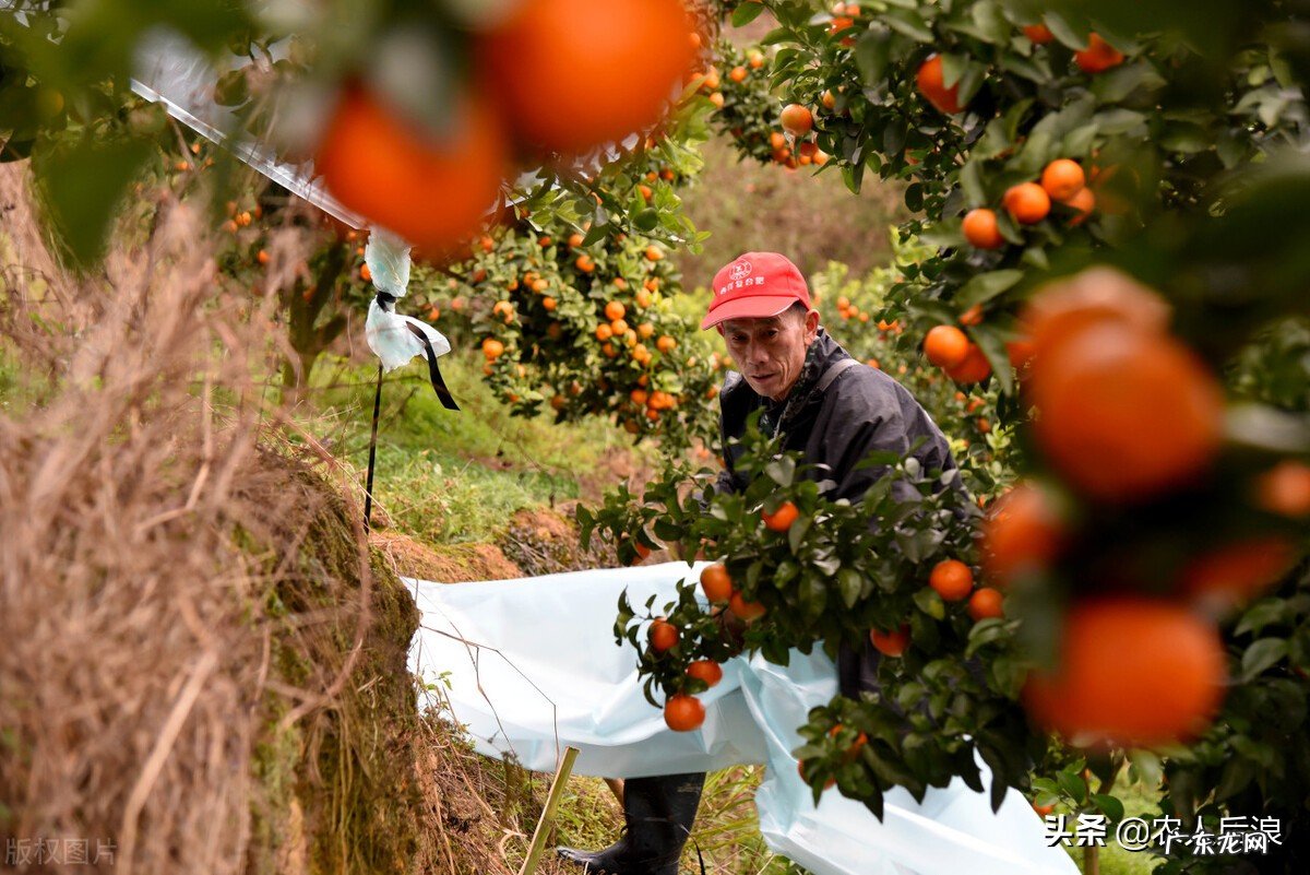 今年的砂糖橘为啥叫杀人橘？