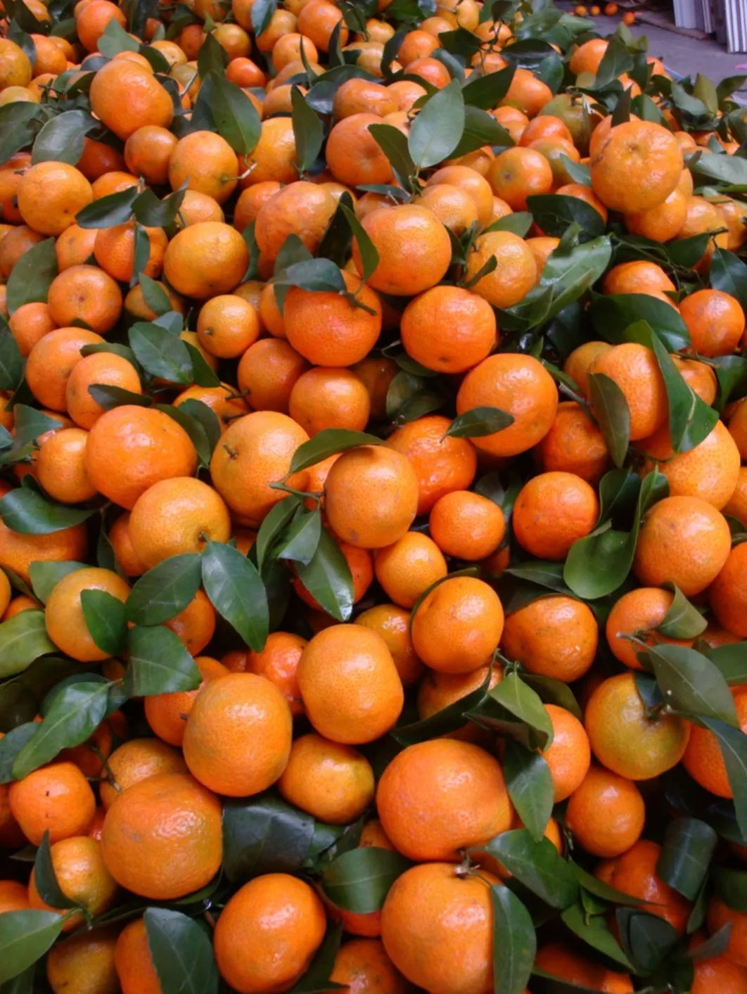 今年的砂糖橘为啥叫杀人橘?