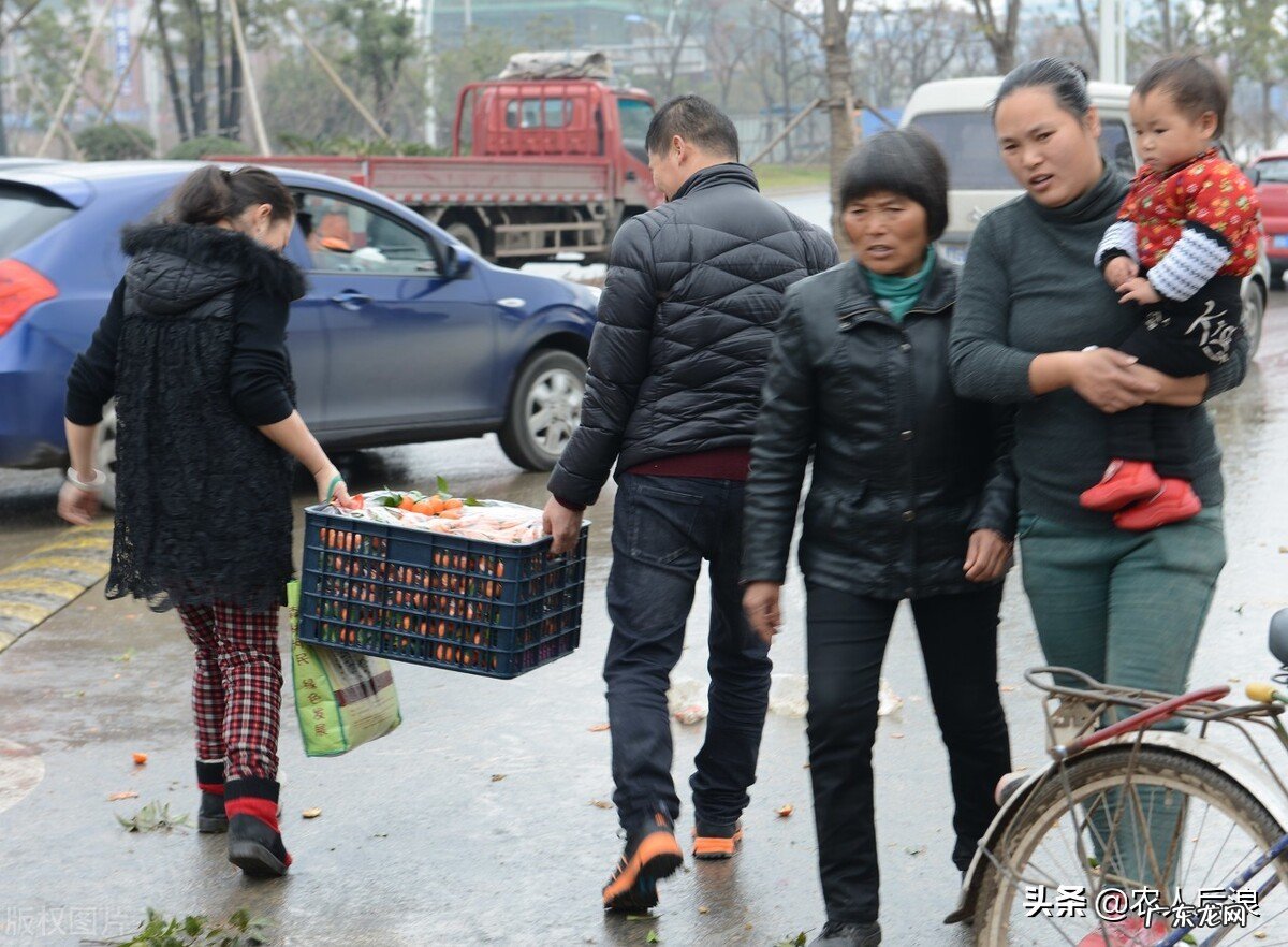 今年的砂糖橘为啥叫杀人橘?