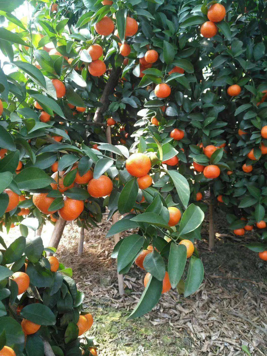 今年的砂糖橘为啥叫杀人橘？