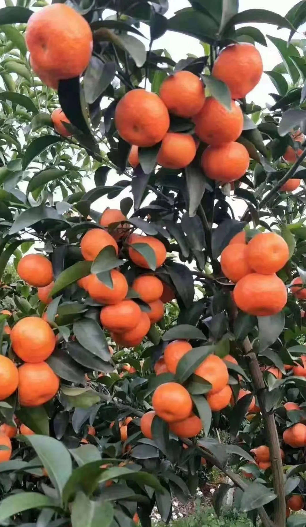 今年的砂糖橘为啥叫杀人橘?