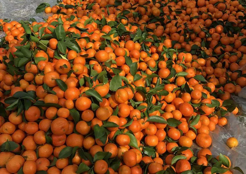 今年的砂糖橘为啥叫杀人橘？
