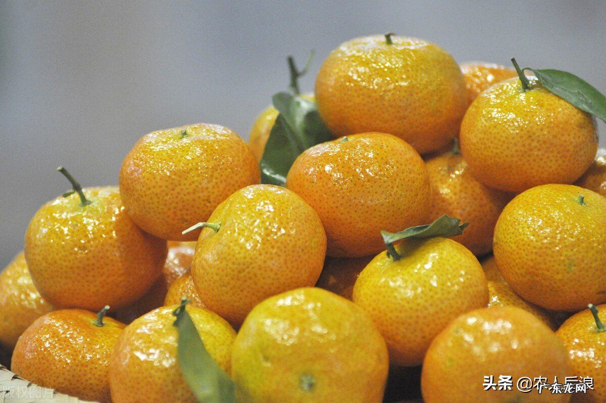 今年的砂糖橘为啥叫杀人橘？