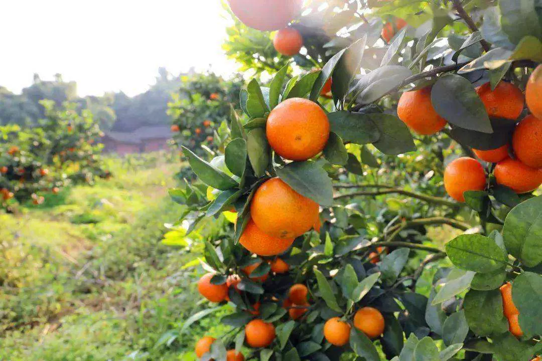 今年的砂糖橘为啥叫杀人橘？