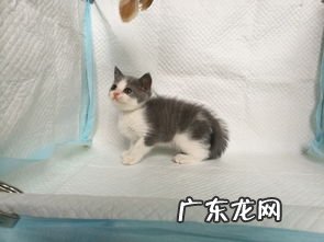 猫游戏交易平台 猫交易手游交易平台官网