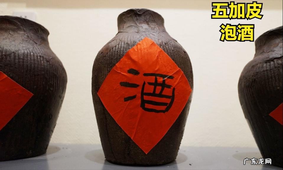 五加皮的功效与作用主要治什么病 五加皮酒的功效与作用痛风