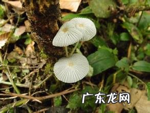 蘑菇是哪个季节长出来的呢? 黑色蘑菇是什么菌