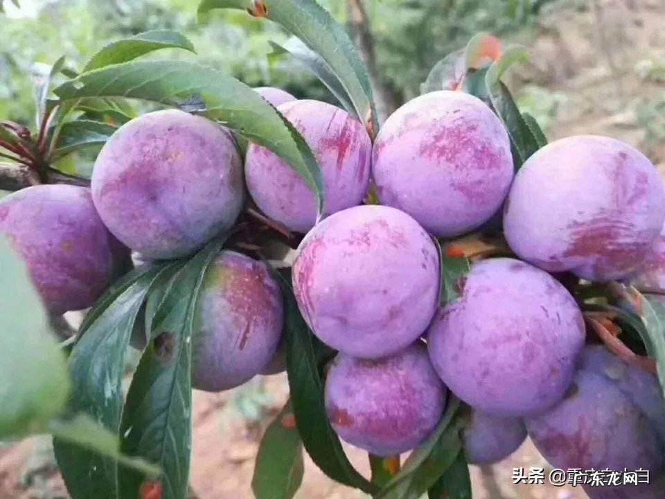 下乡创业的优势是什么?有哪些致富好项目?