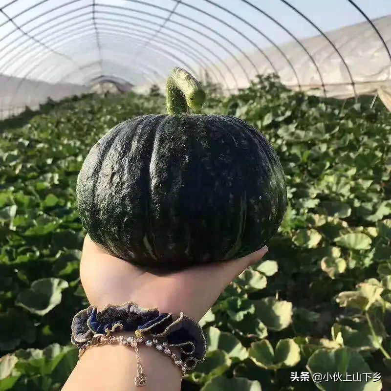 下乡创业的优势是什么？有哪些致富好项目？