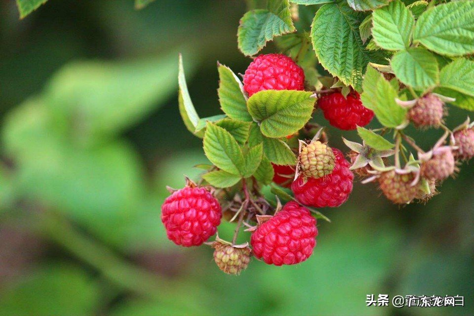 下乡创业的优势是什么?有哪些致富好项目?