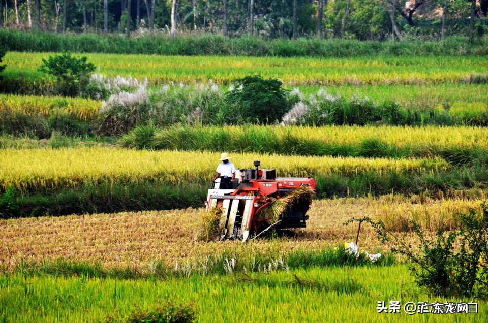 下乡创业的优势是什么?有哪些致富好项目?