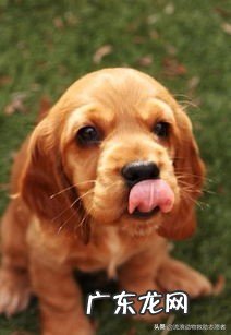 什么狗比较护主?