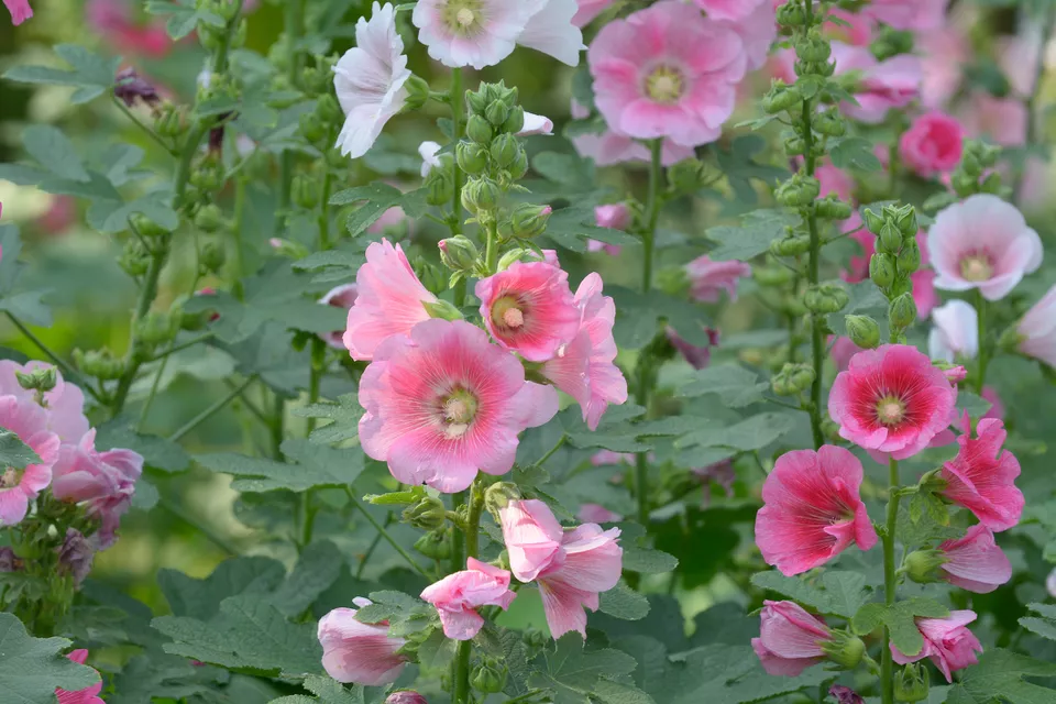 秋天的花有哪些? 北方秋天有什么花
