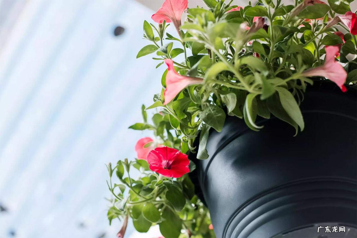 秋天的花有哪些? 北方秋天有什么花