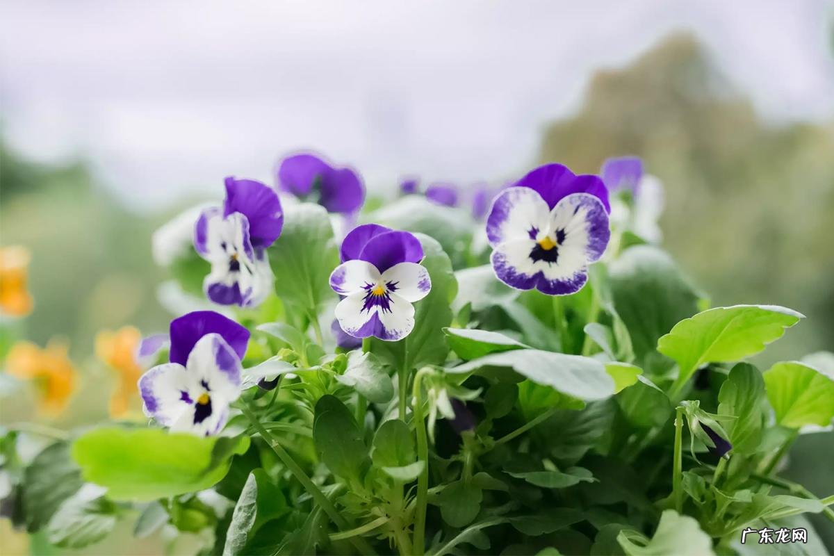 秋天的花有哪些? 北方秋天有什么花